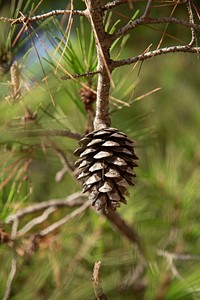 Pine cone hanging on a branch