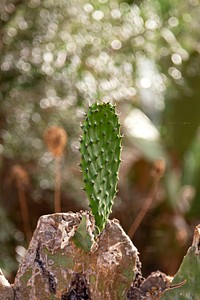 Portrait of a cactus plant