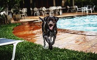 Chocolate labrador enjoying pool time