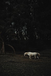 A white horse in a field at Chevals Horse Riding Center Vale do Sol, Nova Lima, Brazil