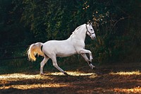 A white horse in a field at Belo Horizonte, Brazil