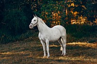 A white horse in a field at Belo Horizonte, Brazil