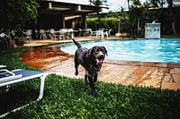 Chocolate labrador enjoying pool time