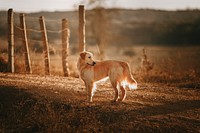 Dog at a farm in Belo Horizonte, Brazil