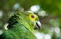 Close up of a green parrot