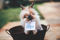 Bunny with Happy Easter card