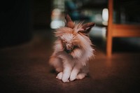 Cute and fluffy lionhead rabbit