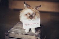 Bunny with a Happy Valentines Day card