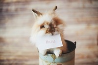 Bunny with Hiatus card