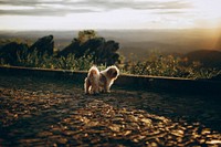 Dog at a farm in Belo Horizonte, Brazil