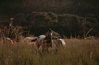 Horses in a field at Belo Horizonte, Brazil