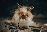 Cute and fluffy lionhead rabbit
