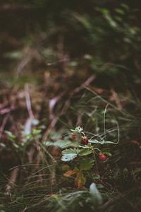 Strawberry tree on the ground