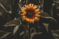 Sunflower after the rain