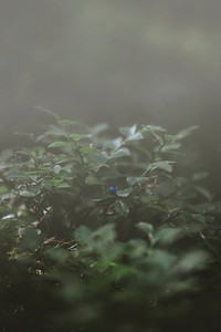 Blueberry tree in the fog