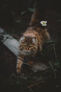 Cat on the ground