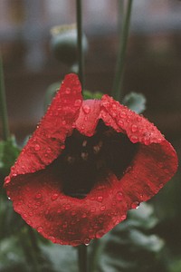 Poppy after the rain