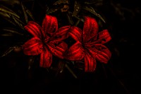 Closeup of red flower with droplets