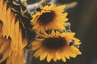 Close up of blooming sunflowers