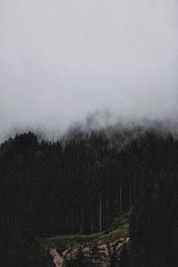 Forest in the cloud and fog