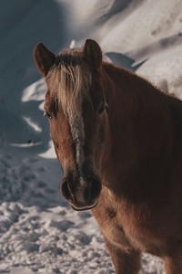 Horse standing alone in a wintry background