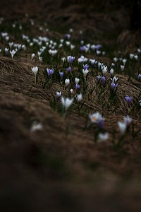 View of blue and white Crocuses