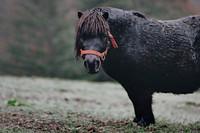 Black wet pony in a meadow