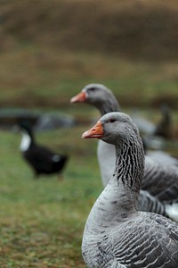 Geese in a park on a rainy day