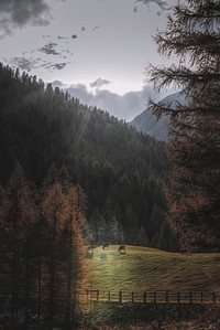 Cows grazing in a farmland