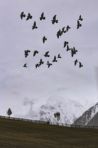 Flock of birds flying over the foggy mountains