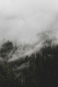 Mist over a green forest