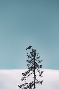 Crow flying to a tree