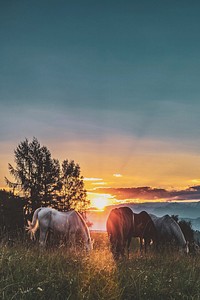 Horses in a field during sunset