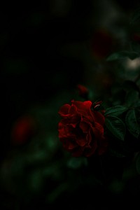 Closeup of a red rose in the dark