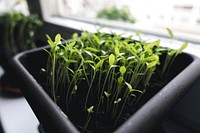 Close up of herb seedlings