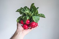 Hand holding fresh radishes