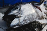 Tuna on display at a fish market