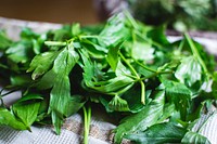 Different types of fresh herbs