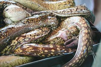Eel being sold at a fish market
