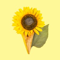 Summer sunflower treat