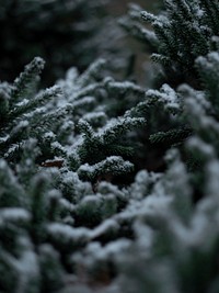 Close up of spruce branches with snow