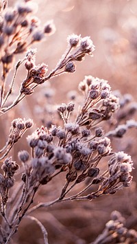 Winter iPhone wallpaper aesthetic, frosty flowers in a frozen field