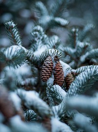 Pine cones in a snowcovered pine tree