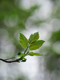 Closeup of tree leaves on a branch