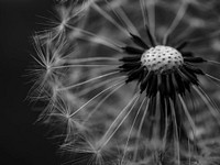 Macro shot of a dandelion in gray scale