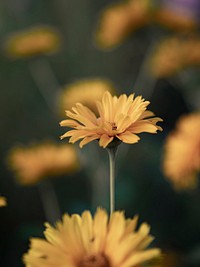 Closeup of a yellow daisy