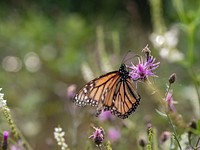 Monarch butterfly on a pink thistle