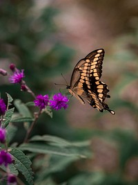 Closeup of a swallowtail butterfly and purple thistle flowers