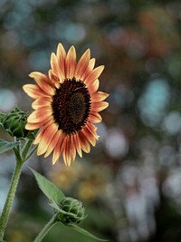 Closeup of sunflower in nature
