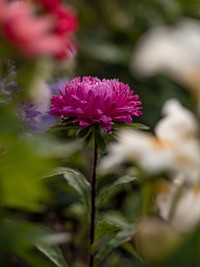 Closeup of a pink chrysanthemum in a garden